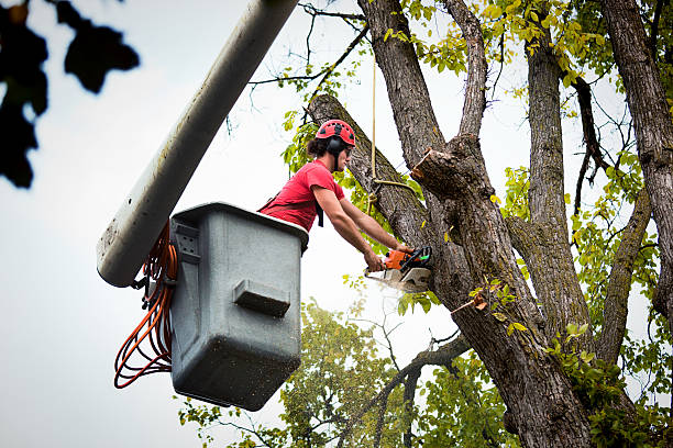 Professional Tree Service in Florence, AL